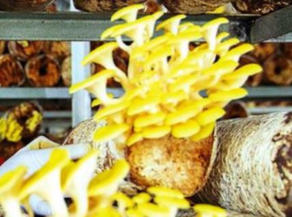 邕宁新乐黄金菇:南宁邕宁新乐村特产黄金菇,产地食用菌,产地宝