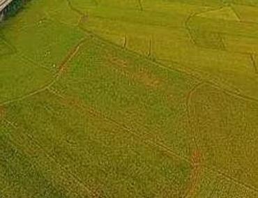 古辣香米:南宁宾阳县特产古辣香米,国家地理标志产古辣香米,产地宝