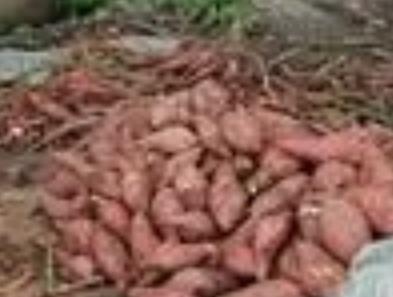 横州方村红薯:南宁横州峦城镇特产红薯,产地食品红薯粉,产地宝