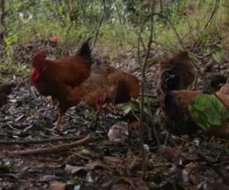 普益虫仔鸡:桂林阳朔普益乡大山村特产虫仔鸡,产地食品农产品,产地宝