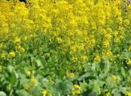 龙坪油菜花:桂林灵川县三街镇龙坪村特产油菜花,产地宝