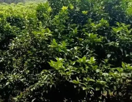 全州油茶:桂林全州县蕉江瑶族乡吐紫塘村特产油茶,产地宝