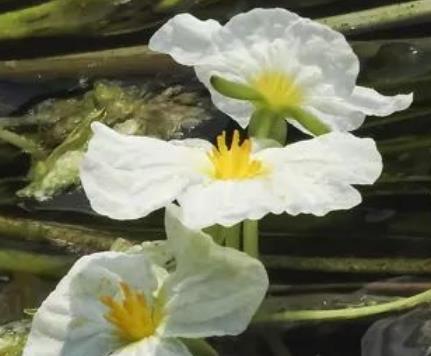 永福海菜花:桂林永福县百寿镇特产海菜花,产地花卉海菜花,产地宝