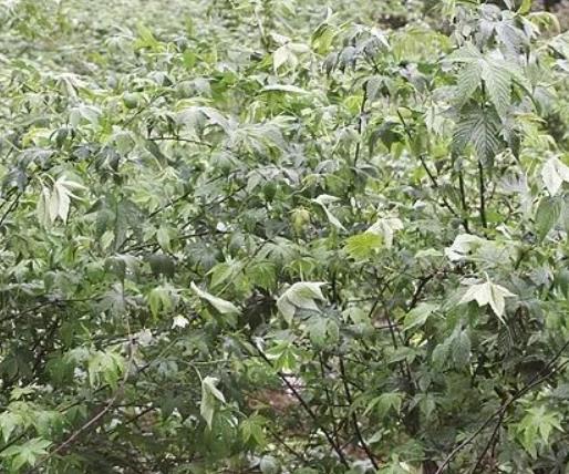 荔浦甜茶石崖茶:桂林荔浦新坪镇清江村特产甜茶石崖茶吴茱萸,产地宝