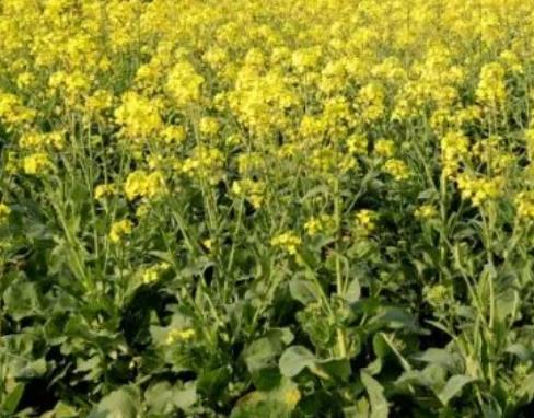 修仁油菜花:桂林市荔浦修仁镇横水村特产油菜花,产地宝