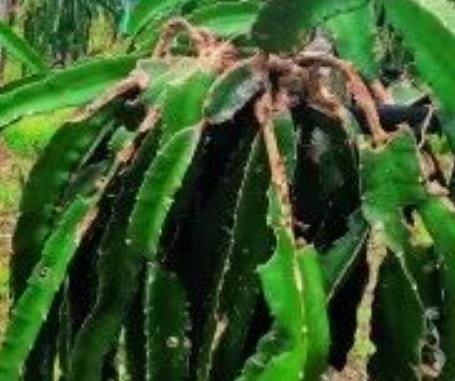 恭城龙虎火龙果:桂林恭城县龙虎乡特产火龙果,产地水果,产地宝